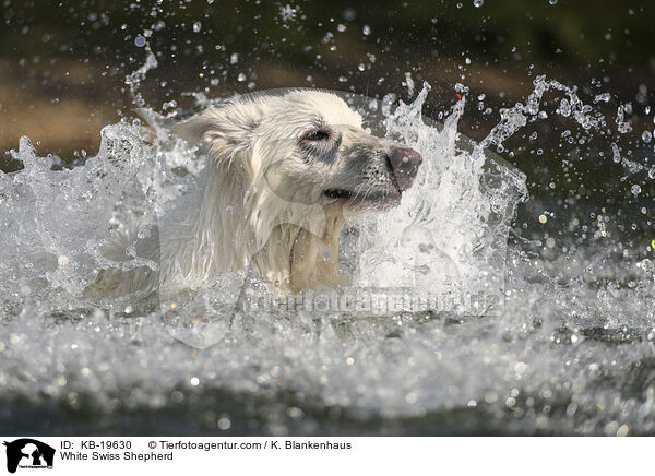 Wei�er Schweizer Sch�ferhund / White Swiss Shepherd / KB-19630