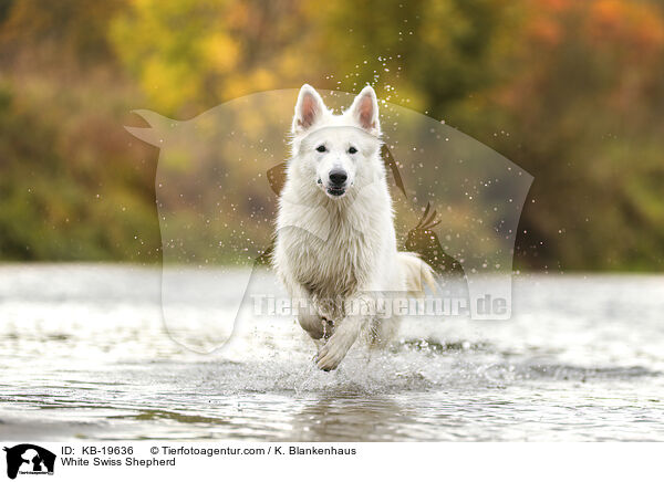 Wei�er Schweizer Sch�ferhund / White Swiss Shepherd / KB-19636