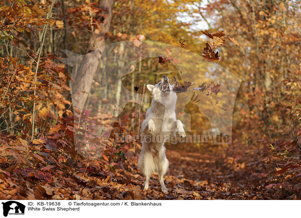 Wei�er Schweizer Sch�ferhund / White Swiss Shepherd / KB-19638