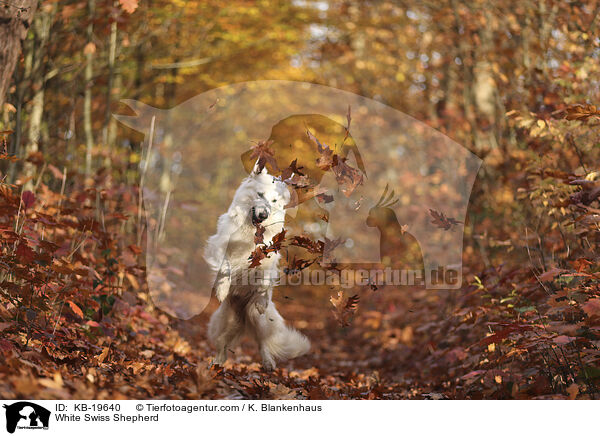 Wei�er Schweizer Sch�ferhund / White Swiss Shepherd / KB-19640