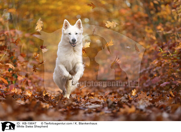 Wei�er Schweizer Sch�ferhund / White Swiss Shepherd / KB-19647