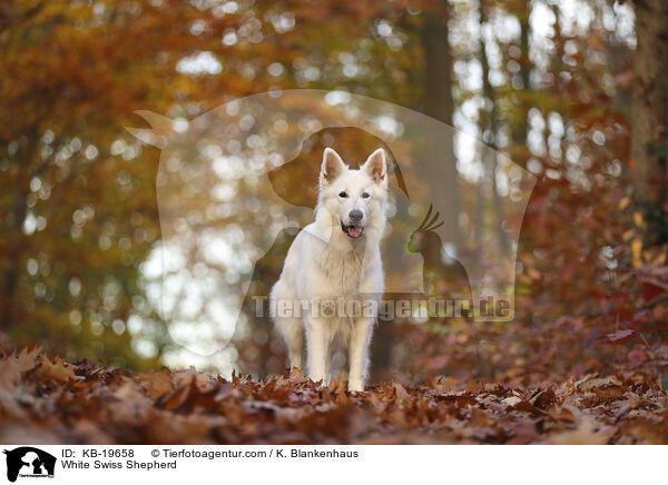 Wei�er Schweizer Sch�ferhund / White Swiss Shepherd / KB-19658