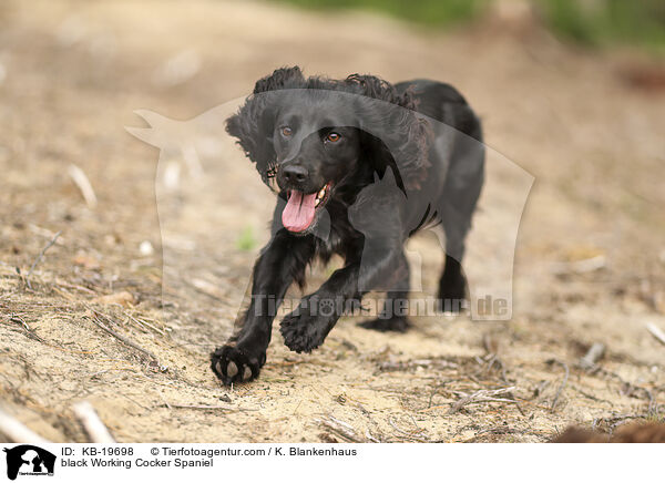 schwarzer Working Cocker Spaniel / black Working Cocker Spaniel / KB-19698