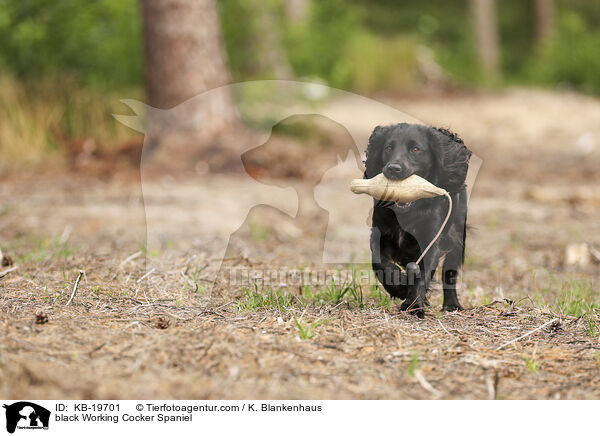 schwarzer Working Cocker Spaniel / black Working Cocker Spaniel / KB-19701