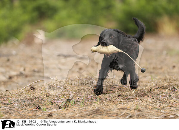 schwarzer Working Cocker Spaniel / black Working Cocker Spaniel / KB-19702