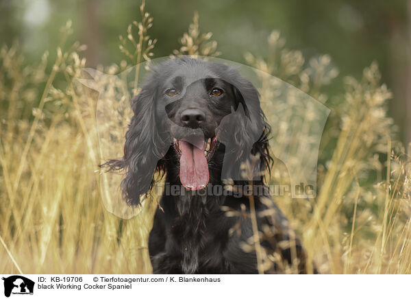 schwarzer Working Cocker Spaniel / black Working Cocker Spaniel / KB-19706