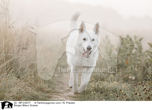 Berger Blanc Suisse / NP-03977