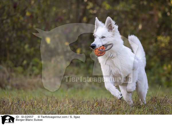Wei�er Schweizer Sch�ferhund / Berger Blanc Suisse / SI-02657