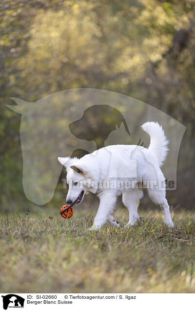 Wei�er Schweizer Sch�ferhund / Berger Blanc Suisse / SI-02660