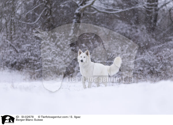 Wei�er Schweizer Sch�ferhund / Berger Blanc Suisse / SI-02678