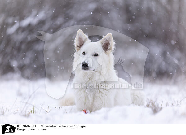 Wei�er Schweizer Sch�ferhund / Berger Blanc Suisse / SI-02681