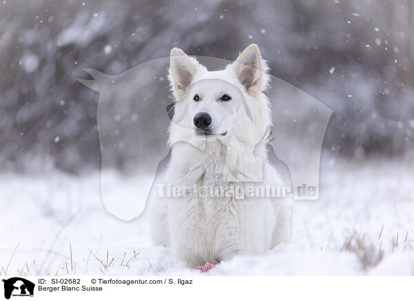 Wei�er Schweizer Sch�ferhund / Berger Blanc Suisse / SI-02682