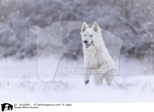 Wei�er Schweizer Sch�ferhund / Berger Blanc Suisse / SI-02685