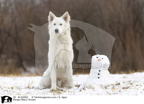 Wei�er Schweizer Sch�ferhund / Berger Blanc Suisse / SI-02692