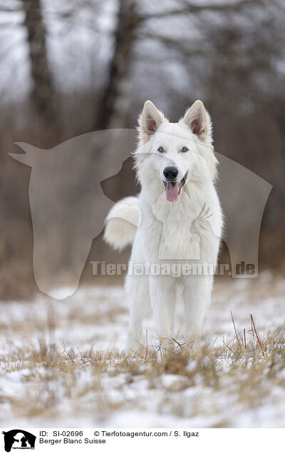 Wei�er Schweizer Sch�ferhund / Berger Blanc Suisse / SI-02696