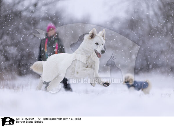 Wei�er Schweizer Sch�ferhund / Berger Blanc Suisse / SI-02699