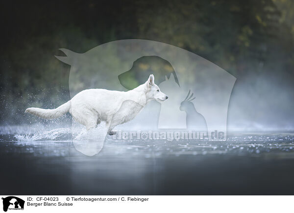 Wei�er Schweizer Sch�ferhund / Berger Blanc Suisse / CF-04023