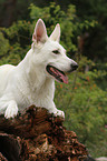 lying White Swiss Shepherd