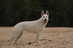 White Swiss Shepherd