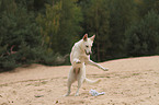 playing White Swiss Shepherd