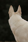 White Swiss Shepherd Portrait