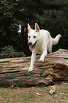 jumping White Swiss Shepherd