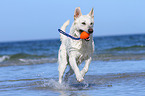 playing Berger Blanc Suisse