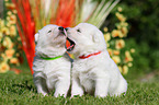 Berger Blanc Suisse Puppies