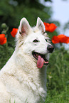 Berger Blanc Suisse portrait