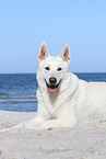 lying Berger Blanc Suisse