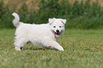 Berger Blanc Suisse Puppy