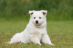 Berger Blanc Suisse Puppy