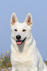 Berger Blanc Suisse portrait