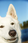 Berger Blanc Suisse nose