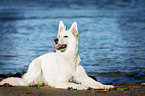 lying Berger Blanc Suisse