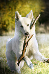 playing Berger Blanc Suisse