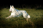 running Berger Blanc Suisse