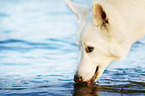 drinking Berger Blanc Suisse