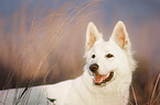 Berger Blanc Suisse portrait