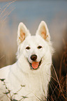 Berger Blanc Suisse portrait