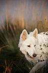 Berger Blanc Suisse portrait