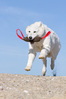 playing Berger Blanc Suisse