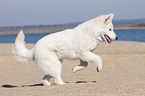 running Berger Blanc Suisse