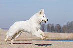 running Berger Blanc Suisse