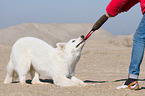 playing Berger Blanc Suisse