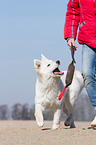 playing Berger Blanc Suisse