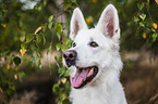 Berger Blanc Suisse Portrait