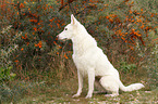 sitting Berger Blanc Suisse