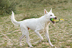 playing Berger Blanc Suisse