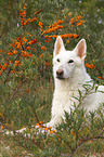 lying Berger Blanc Suisse